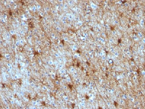 GFAP Antibody
