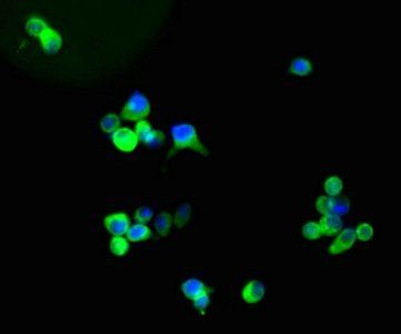 GFAP Antibody