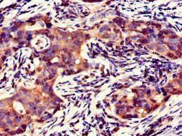 GFRAL Antibody