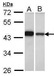 GIPC1 Rabbit Polyclonal Antibody