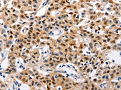 GCG Antibody
