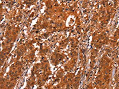 GCG Antibody