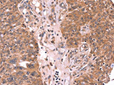 GCG Antibody