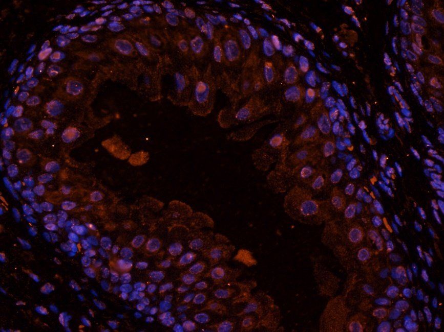 GLP2 Rabbit Polyclonal Antibody