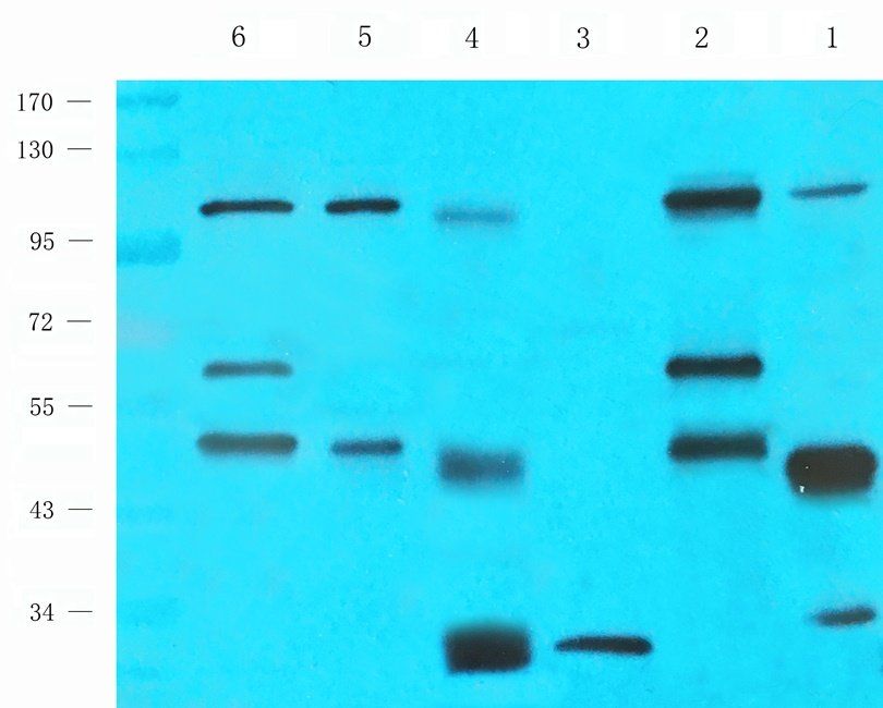 GLP2 Rabbit Polyclonal Antibody