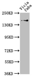 GLU1 Antibody