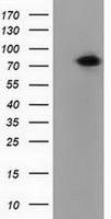 GPI Antibody