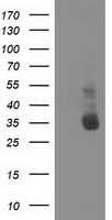 GPI Antibody