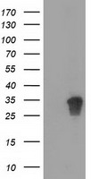 GPI Antibody