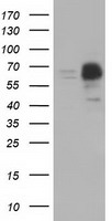 SLC2A5 Antibody