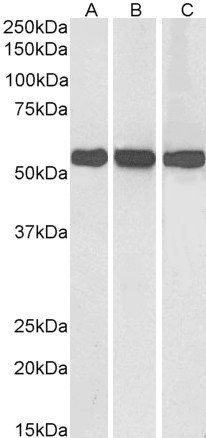 Glutamate Dehydrogenase Antibody