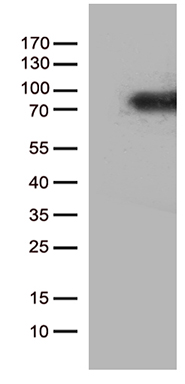 CSF2RA Antibody
