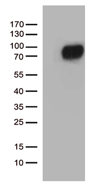 CSF2RA Antibody