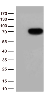 CSF2RA Antibody