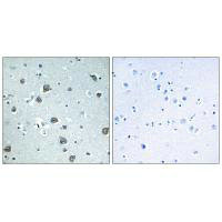 GNAL Antibody