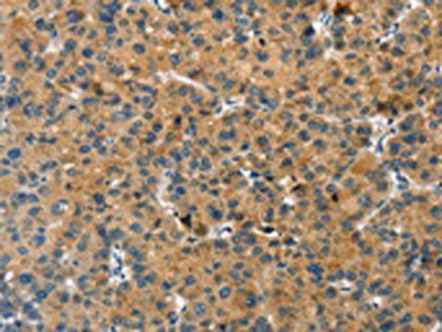 RACK1 Antibody