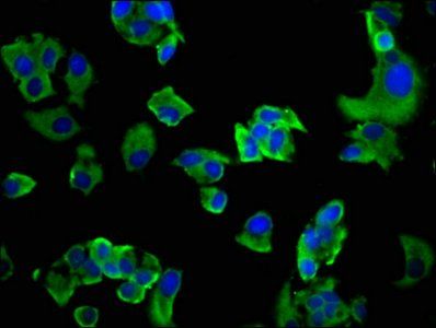 GP6 Antibody