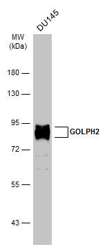 GOLPH2 Rabbit Polyclonal Antibody