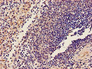GP9 Antibody