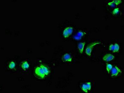 GPC1 Antibody