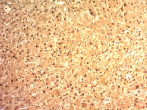 GPC3 Antibody