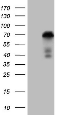 GPNMB Antibody
