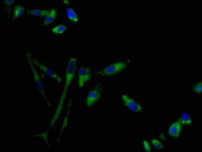 GPR1 Antibody