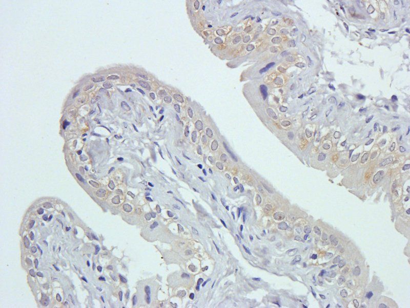 GPR109A Rabbit Polyclonal Antibody
