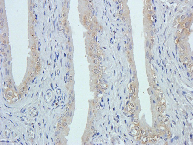 GPR109A Rabbit Polyclonal Antibody