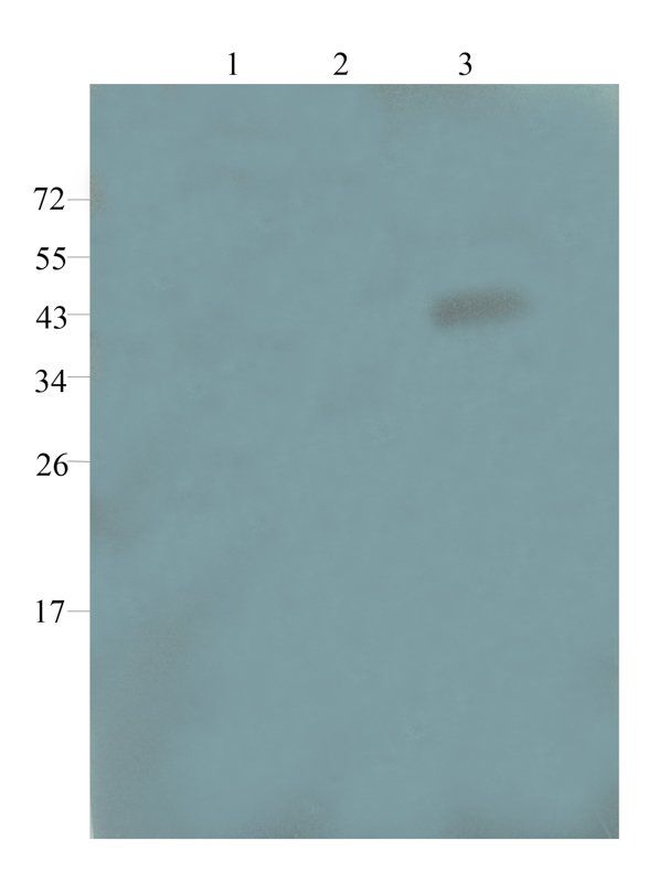 GPR109A Rabbit Polyclonal Antibody