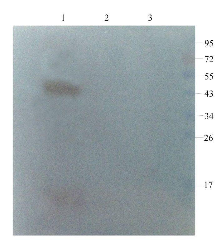 GPR109A Rabbit Polyclonal Antibody