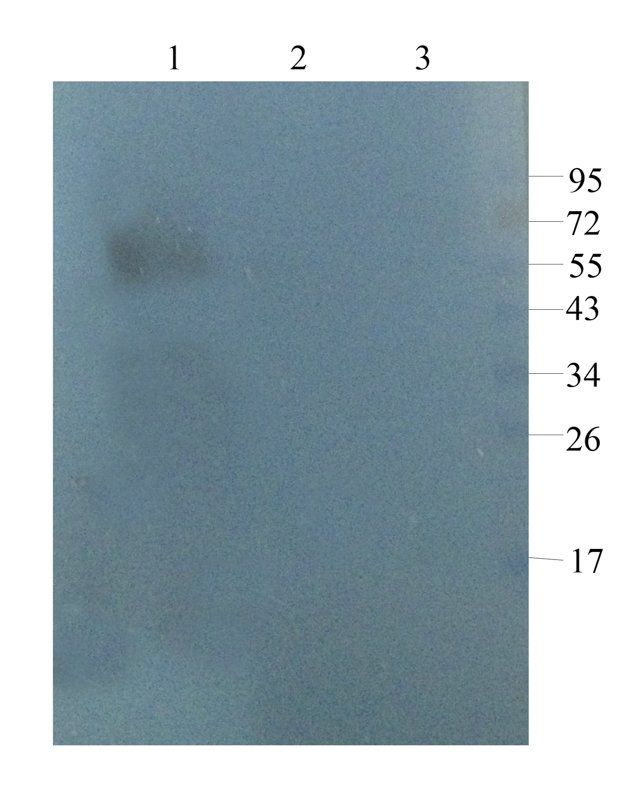 GPR109A Rabbit Polyclonal Antibody