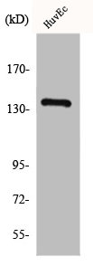 ADGRG6 Antibody