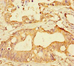 GPR183 Antibody