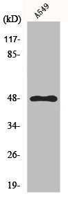 GPR83 Antibody