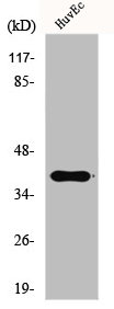 GRAP2 Antibody