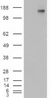GRB10 Antibody