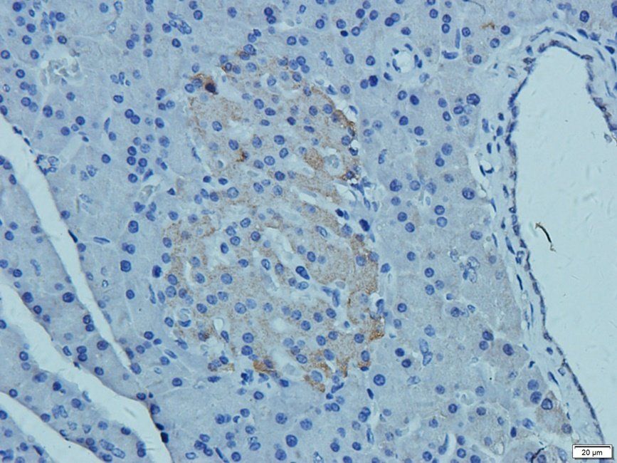 CD41 Rabbit Polyclonal Antibody