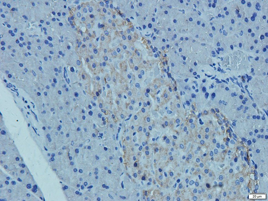 CD41 Rabbit Polyclonal Antibody