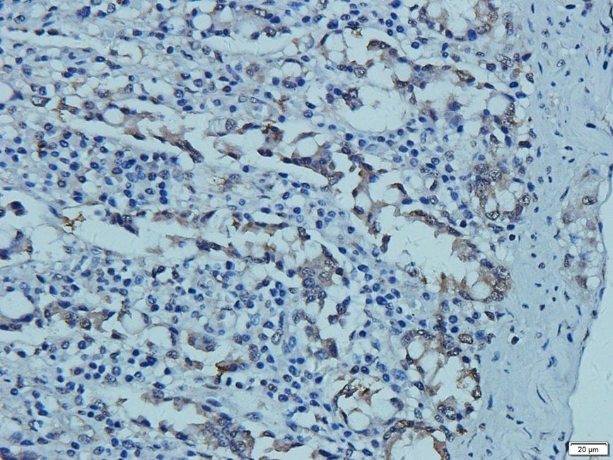 CD41 Rabbit Polyclonal Antibody