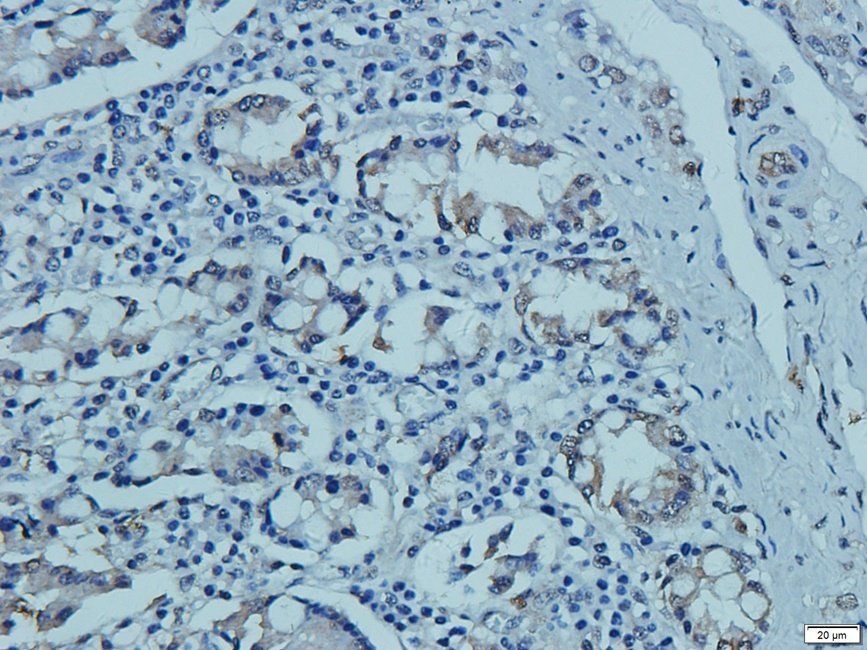 CD41 Rabbit Polyclonal Antibody