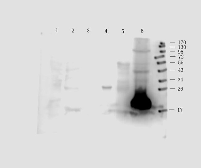 CD41 Rabbit Polyclonal Antibody