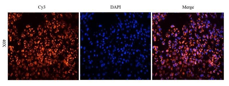 Gremlin 1 Rabbit Polyclonal Antibody