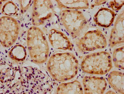 GRHL1 Antibody