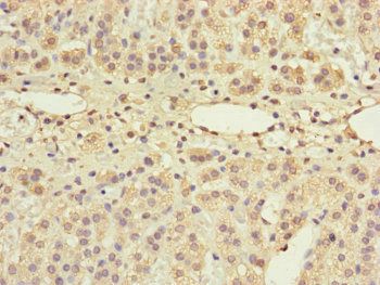 GRPEL1 Antibody