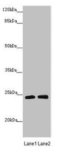 GRPEL1 Antibody
