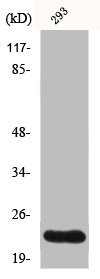 GSC2 Antibody