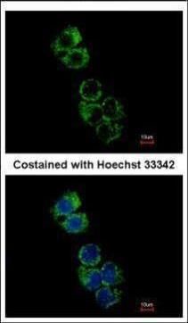 GSAT1/GSAT2/GSAT3 Rabbit Polyclonal Antibody