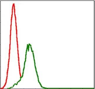 GSTM1 Antibody