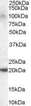 Goat anti-GTRAP3-18 / JWA Antibody